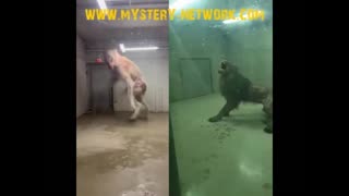 Inżynieria genetyczna w starożytności – czy dawne cywilizacje manipulowały DNA